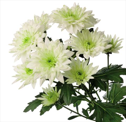 Photos von Blumenvarianten benutzt als: Schnittblume Chrysanthemum Baltica Lime