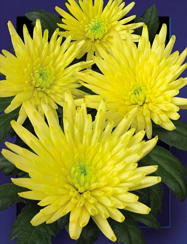 Photos von Blumenvarianten benutzt als: Schnittblume Chrysanthemum Carolle Yellow