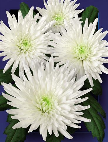 Photos von Blumenvarianten benutzt als: Schnittblume Chrysanthemum Carolle