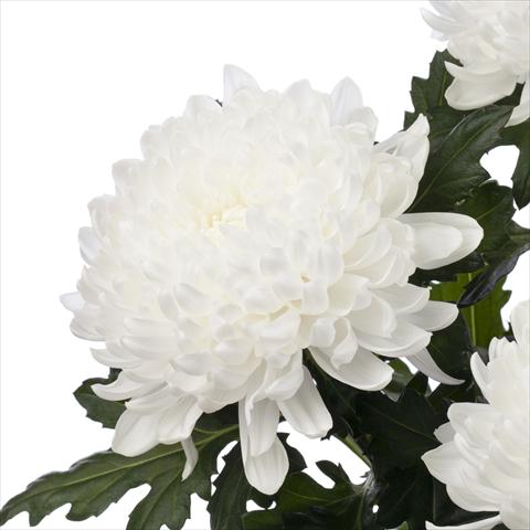 Photos von Blumenvarianten benutzt als: Topf Chrysanthemum Gagarin