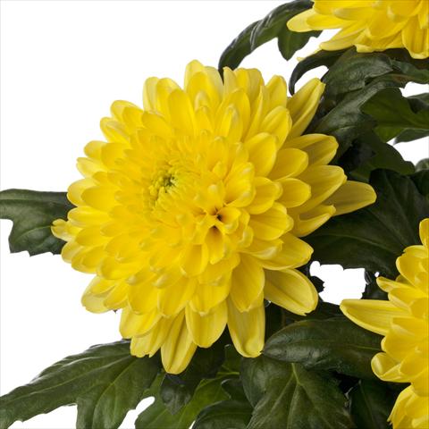 Photos von Blumenvarianten benutzt als: Schnittblume Chrysanthemum Rossano Yellow