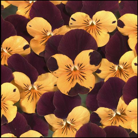 Photos von Blumenvarianten benutzt als: Beet- / Rabattenpflanze Viola cornuta Callisto Orange with Red Wing