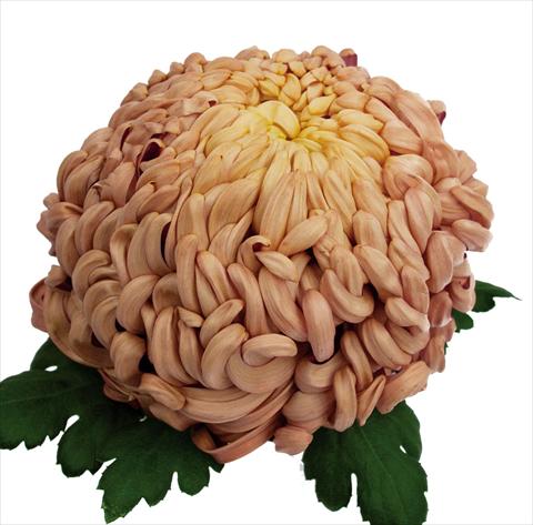 Photos von Blumenvarianten benutzt als: Topf Chrysanthemum Vienna Copper