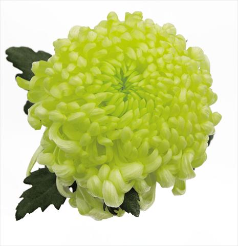 Photos von Blumenvarianten benutzt als: Topf Chrysanthemum Vienna Cream