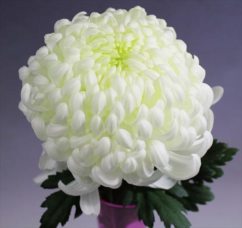 Photos von Blumenvarianten benutzt als: Topf Chrysanthemum Vienna White