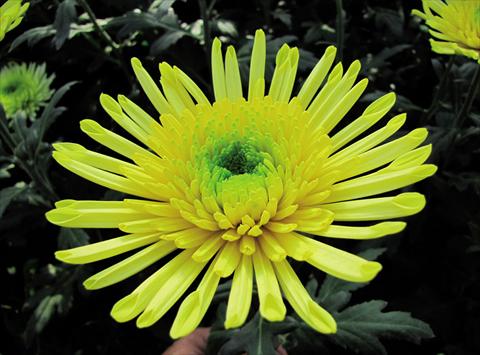Photos von Blumenvarianten benutzt als: Schnittblume Chrysanthemum Yarada