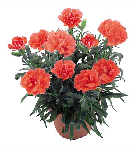 Photos von Blumenvarianten benutzt als: Topf Dianthus caryophyllus Capriccio Coral