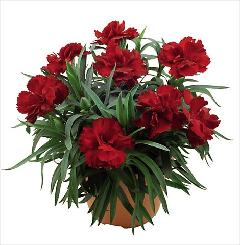 Photos von Blumenvarianten benutzt als: Topf Dianthus caryophyllus Capriccio Dark Red