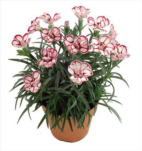 Photos von Blumenvarianten benutzt als: Topf Dianthus caryophyllus Capriccio Fancy Crimson
