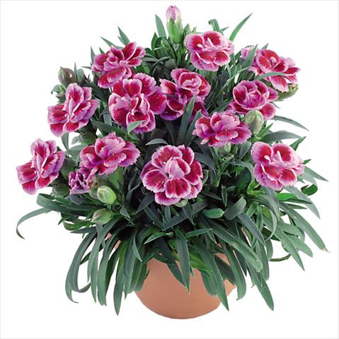 Photos von Blumenvarianten benutzt als: Topf Dianthus caryophyllus Capriccio Fancy Violet