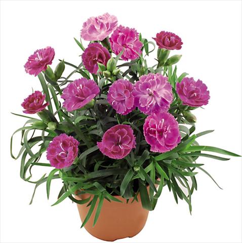 Photos von Blumenvarianten benutzt als: Topf Dianthus caryophyllus Capriccio Lavender