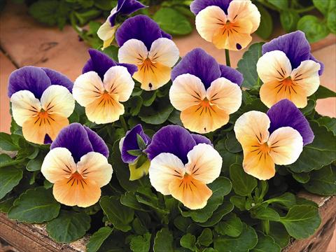 Photos von Blumenvarianten benutzt als: Beet- / Rabattenpflanze Viola cornuta Callisto Peach Duet