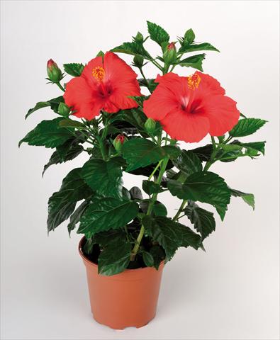 Photos von Blumenvarianten benutzt als: Topf Hibiscus rosa-sinensis Porto