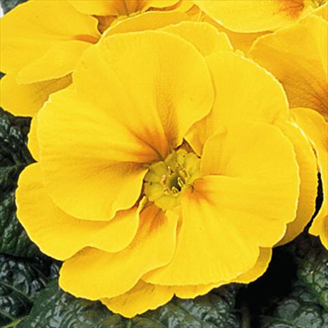 Photos von Blumenvarianten benutzt als: Ampel/Topf Primula acaulis, veris, vulgaris Maxi Yellow with Eye
