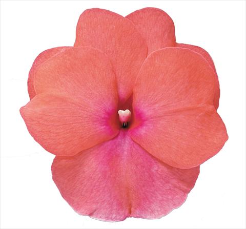 Photos von Blumenvarianten benutzt als: Beet, Topf oder Ampel Impatiens N. Guinea RE-AL Galaxy Sofia Rosa con Occhio