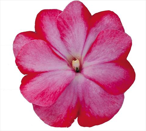 Photos von Blumenvarianten benutzt als: Beet, Topf oder Ampel Impatiens N. Guinea RE-AL Galaxy Tiago Bicolore rosa rosso