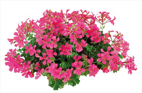 Photos von Blumenvarianten benutzt als: Topf Pelargonium peltatum Joker Hot Pink