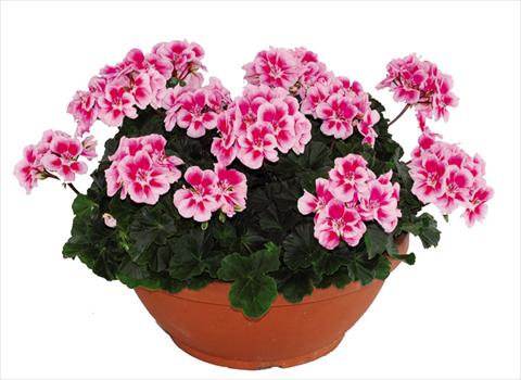Photos von Blumenvarianten benutzt als: Topf Pelargonium zonale Openeyes Pink Fucsia Splash