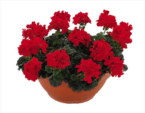 Photos von Blumenvarianten benutzt als: Topf Pelargonium zonale Openeyes Shaggy Red