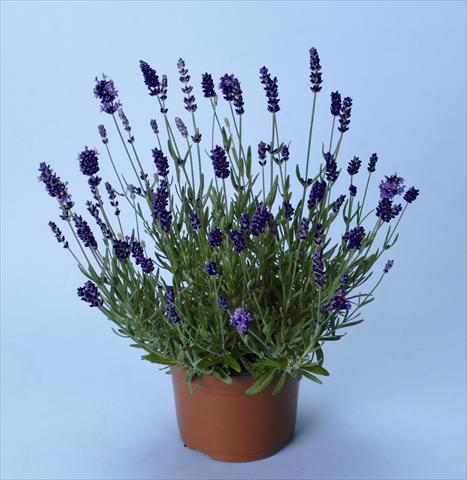 Photos von Blumenvarianten benutzt als: Beet- / Rabattenpflanze Lavandula angustifolia Ellagance