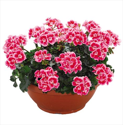 Photos von Blumenvarianten benutzt als: Topf Pelargonium zonale Openeyes Pink Red Splash