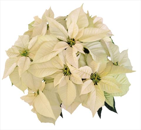 Photos von Blumenvarianten benutzt als: Topf Poinsettia - Euphorbia pulcherrima RE-AL Snowball