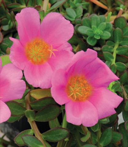 Photos von Blumenvarianten benutzt als: Topf Portulaca Electric Pink