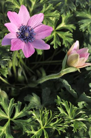 Photos von Blumenvarianten benutzt als: Schnittblume Anemone coronaria L. Concerto