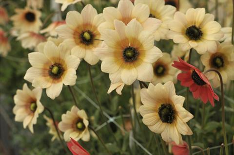 Photos von Blumenvarianten benutzt als: Schnittblume Anemone coronaria L. Concerto