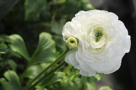 Photos von Blumenvarianten benutzt als: Schnittblume Ranunculus asiaticus Elegance Bianco