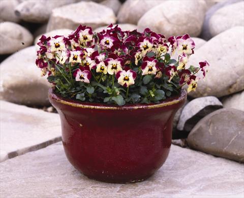 Photos von Blumenvarianten benutzt als: Beet- / Rabattenpflanze Viola cornuta Valentine