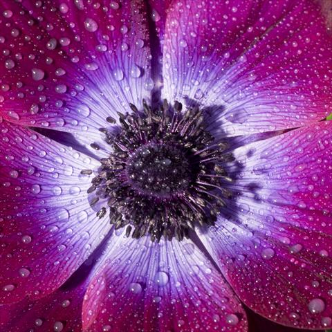 Photos von Blumenvarianten benutzt als: Schnittblume Anemone coronaria L. Mistral Magenta