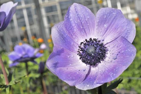 Photos von Blumenvarianten benutzt als: Schnittblume Anemone coronaria L. Mistral Plus Nadja