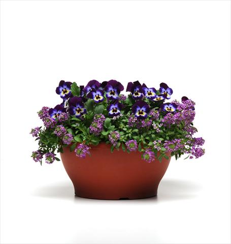 Photos von Blumenvarianten benutzt als: Ampel/Topf 2 Combo Coloursgames Purple Cotton