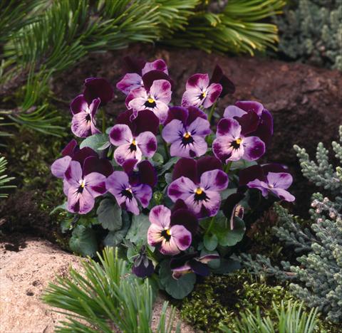 Photos von Blumenvarianten benutzt als: Beet- / Rabattenpflanze Viola cornuta Pierrot F1