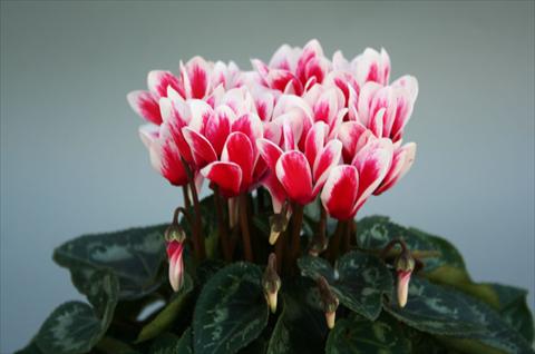 Photos von Blumenvarianten benutzt als: Topf Cyclamen persicum mini Mini ciclamino Picola Shine Red