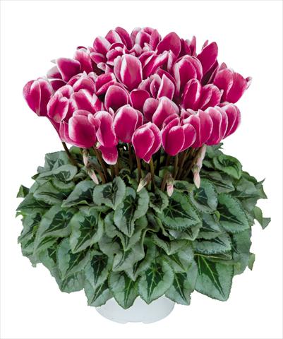 Photos von Blumenvarianten benutzt als: Topf Cyclamen persicum Halios fantasia Magenta Decora