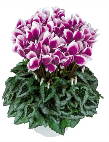 Photos von Blumenvarianten benutzt als: Topf Cyclamen persicum Halios Fantasia Violet Foncé Decora