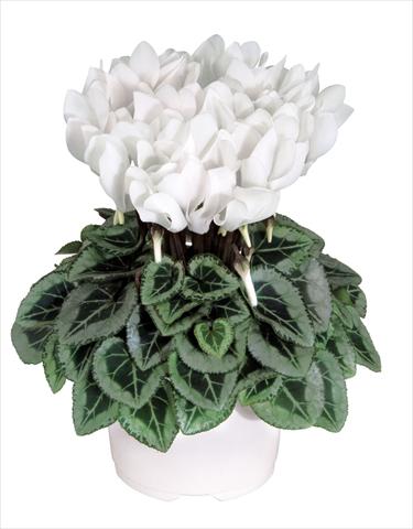 Photos von Blumenvarianten benutzt als: Topf Cyclamen persicum Metis Blanc Pur