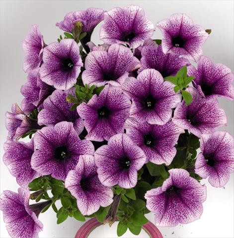 Photos von Blumenvarianten benutzt als: Beet, Topf oder Ampel Petunia hybrida Poptunia Blue Vein
