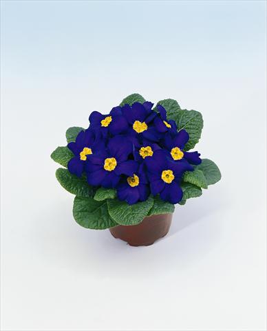 Photos von Blumenvarianten benutzt als: Ampel/Topf Primula acaulis, veris, vulgaris Select Blue