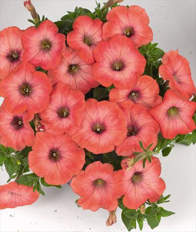 Photos von Blumenvarianten benutzt als: Beet, Topf oder Ampel Petunia hybrida Poptunia Orange