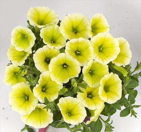 Photos von Blumenvarianten benutzt als: Beet, Topf oder Ampel Petunia hybrida Poptunia Yellow