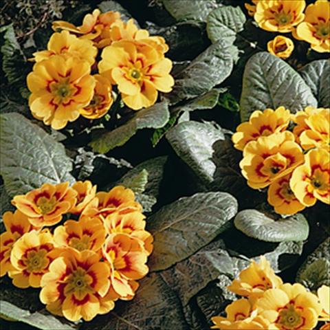 Photos von Blumenvarianten benutzt als: Ampel/Topf Primula acaulis, veris, vulgaris Sphinx Apricot