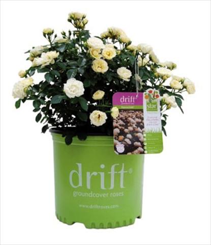 Photos von Blumenvarianten benutzt als: Topf und Beet Rosa floribunda Popcorn Drift