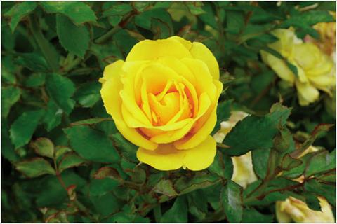 Photos von Blumenvarianten benutzt als: Topf und Beet Rosa floribunda Golden Bonica