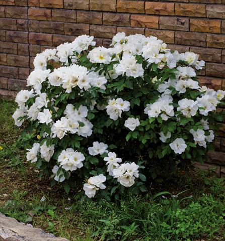 Photos von Blumenvarianten benutzt als: Topf und Beet Rosa floribunda Knock Out White