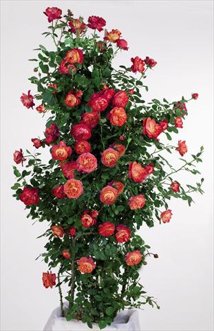 Photos von Blumenvarianten benutzt als: Topf und Beet Rosa rampicante GPT Baby Romantica