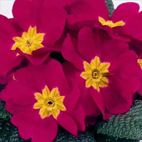 Photos von Blumenvarianten benutzt als: Ampel/Topf Primula acaulis, veris, vulgaris Meridian Carmine