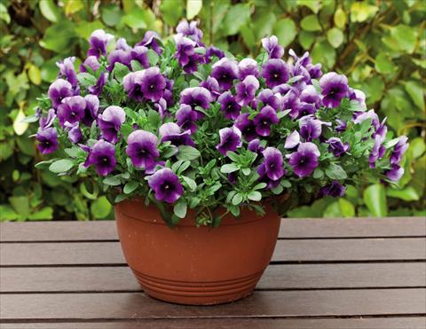 Photos von Blumenvarianten benutzt als: Beet, Topf oder Ampel Viola wittrockiana Superba Basket Beaconsfield
